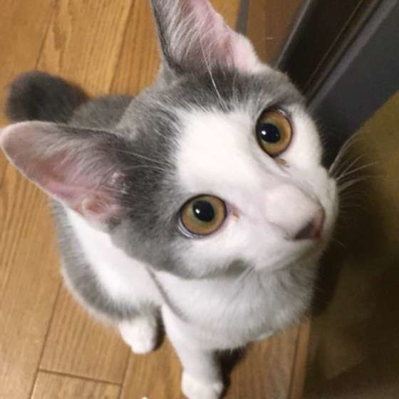 お座りする猫