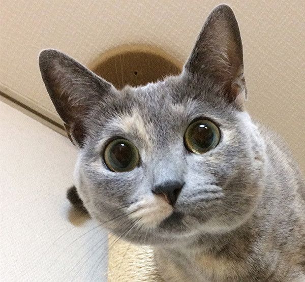 見つめる猫