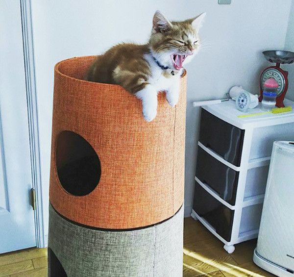 あくびする猫