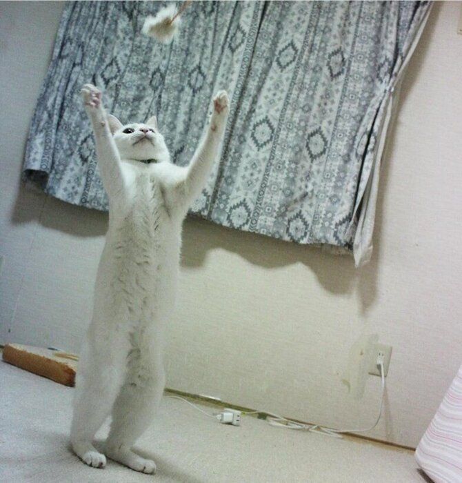 まるで人のように立つリリーちゃん