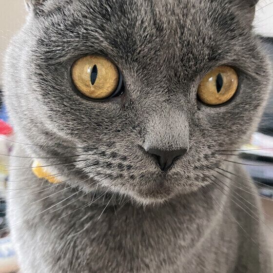 ブリティッシュショートヘアのだいふくくん