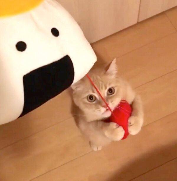 おもちゃで遊ぶモフくん