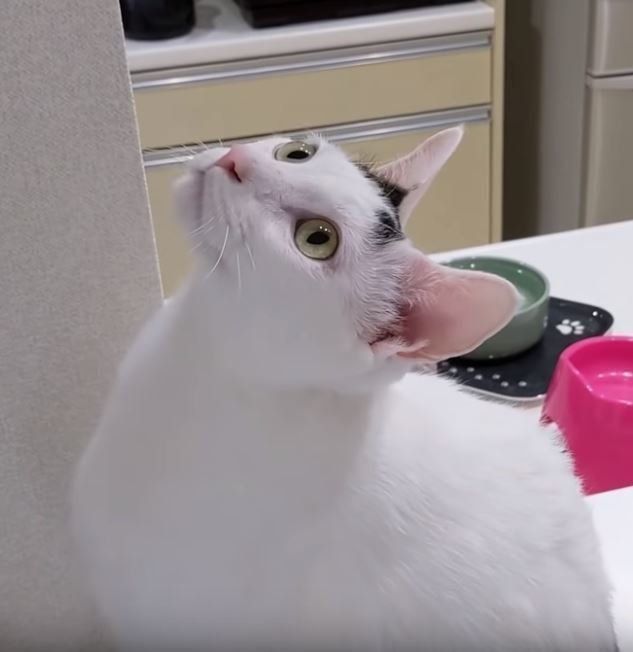 天上を見上げる猫