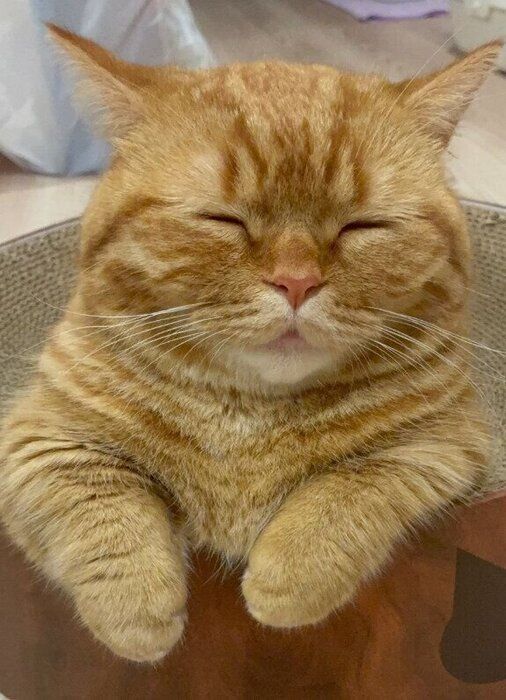 幸せそうな顔で寝ているマンチカン