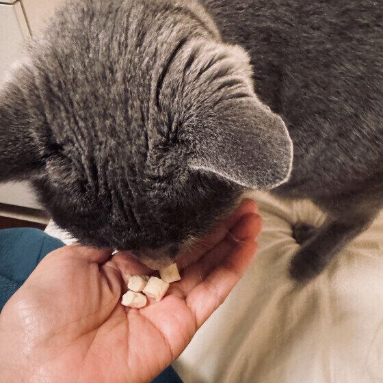おやつを食べるロシアンブルー