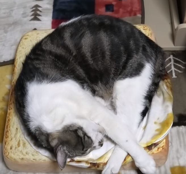 トーストクッションの上で寝る猫