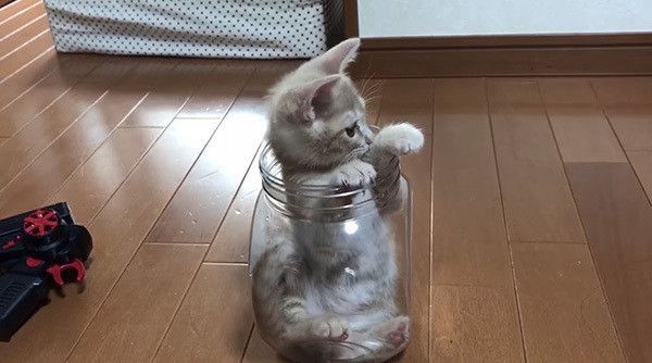 瓶の中の猫