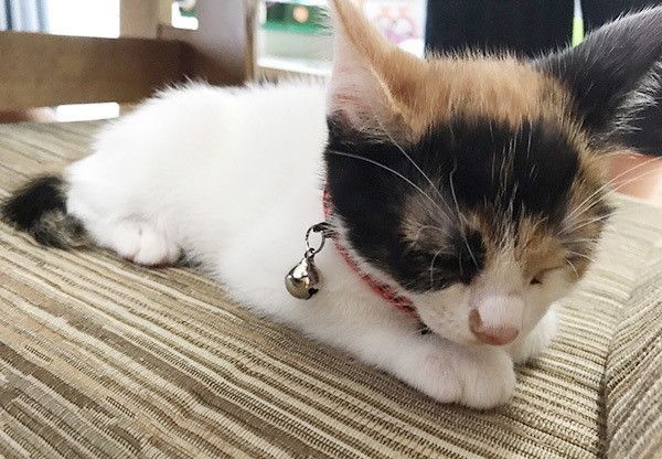 眠る猫