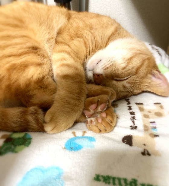 眠る猫