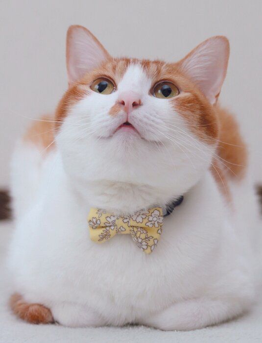 写真/ねこのきもち2019年4月号「We Love ニャンポーズ」