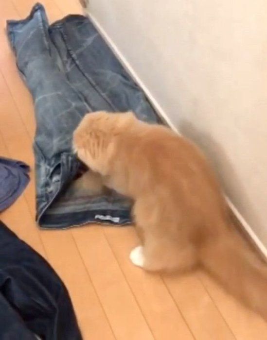 洗濯物で遊ぶミヌエットとスコティッシュフォールド