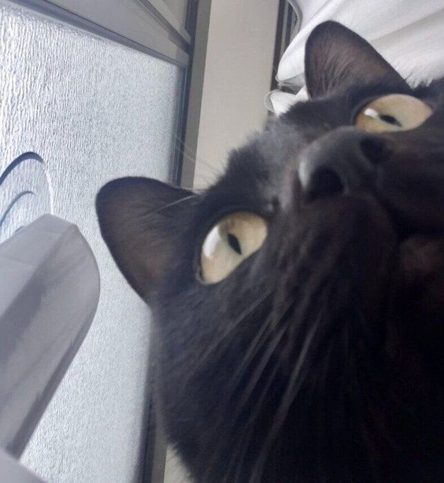 自撮りをしているような猫
