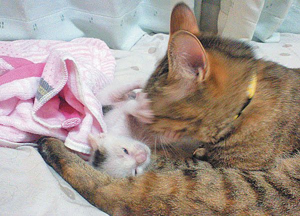 先住猫と子猫