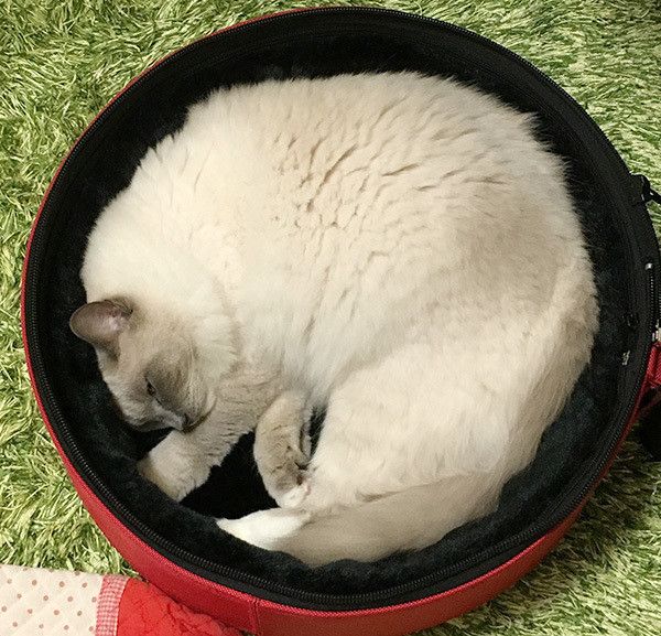 眠る猫