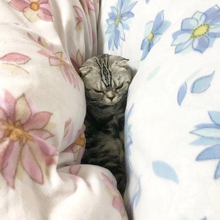 @tacos_cat