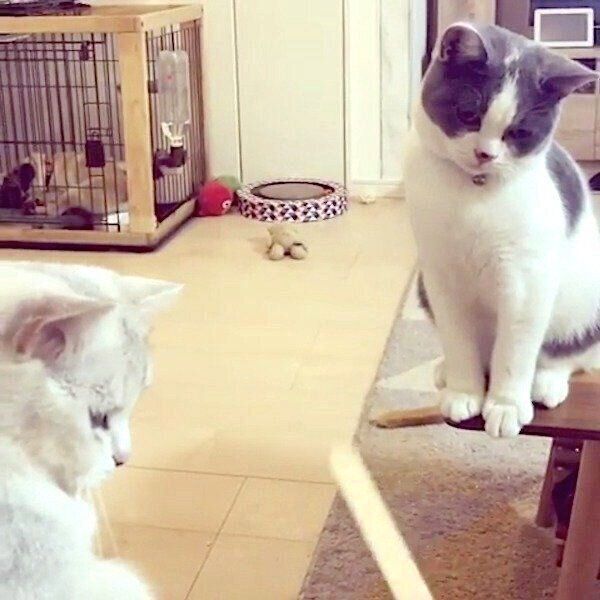 スイカバーの棒にが気になるカンパチくんと、クールな反応を見せるネギトロちゃん