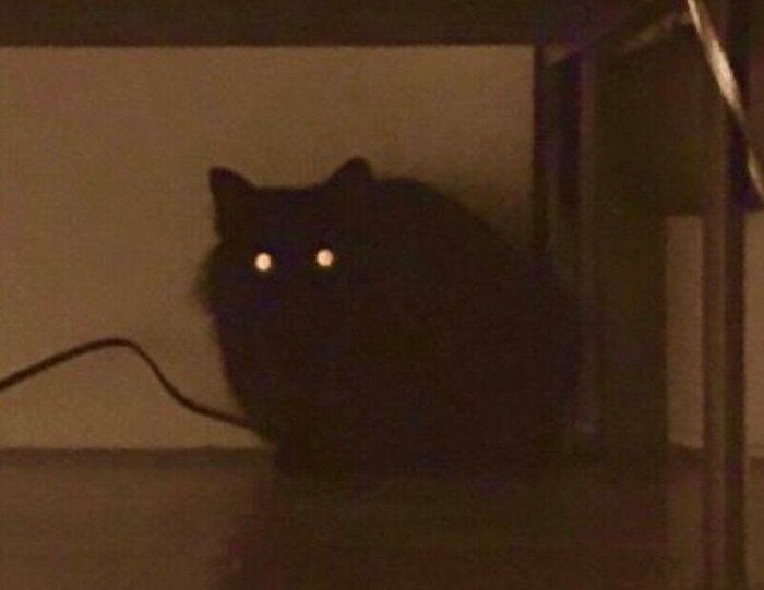 お迎え当時、ベッドの下に隠れていたときのつきみちゃん