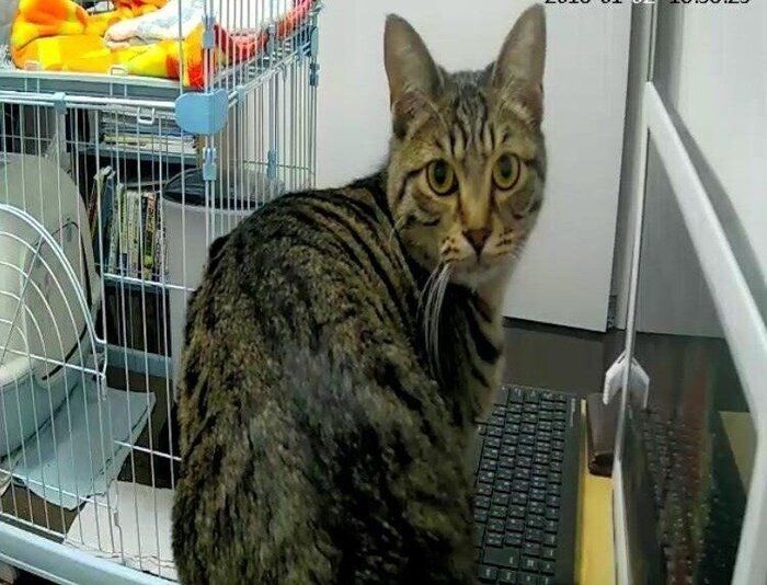 画像/2018年4月号「ちょっとの心がけで、絆はもっと強まる 猫の留守番ビフォーアフターにすること」
