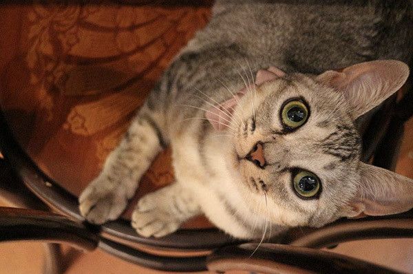 見つめる猫