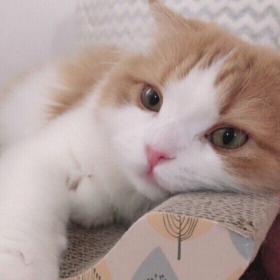 寝そべるスコ。さくら