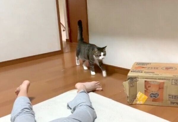 鳴きながら飼い主さんに近づくオデコちゃん