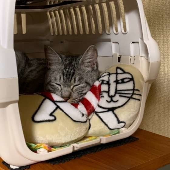 キャリーケースに入る猫