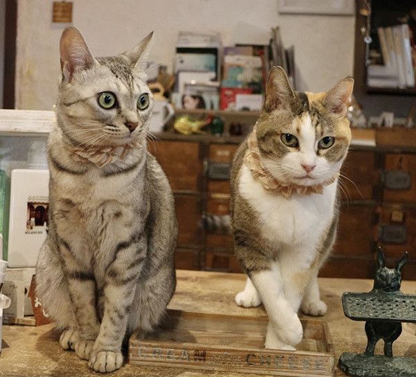 座る猫