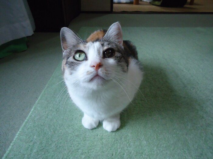 画像/ねこのきもち編集室