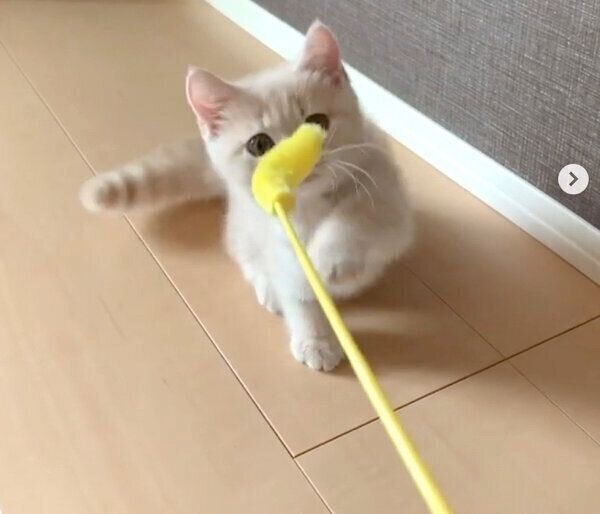 猫じゃらしで遊ぶむぎくん