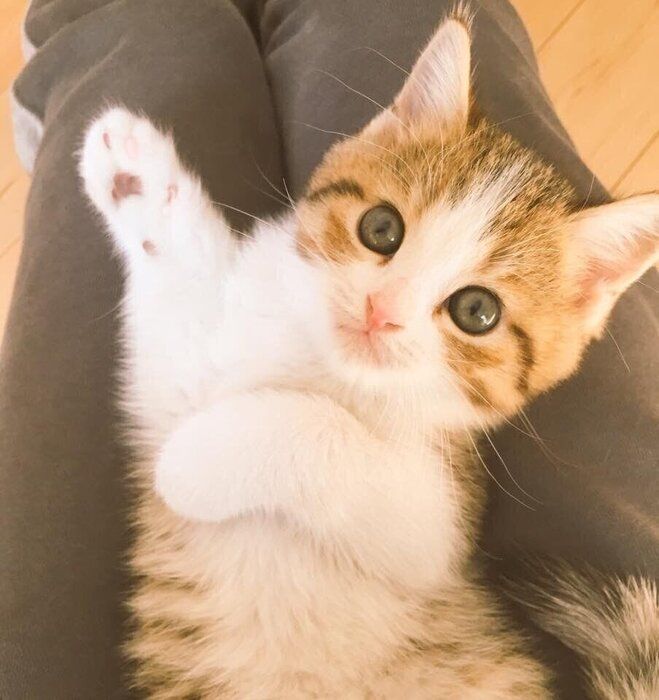 子猫時代のてつくん かわいすぎる