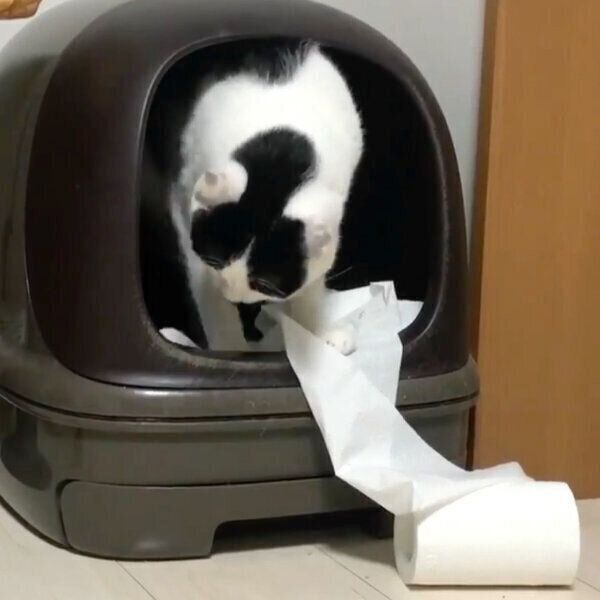 トイレットペーパーで遊ぶいくらくん