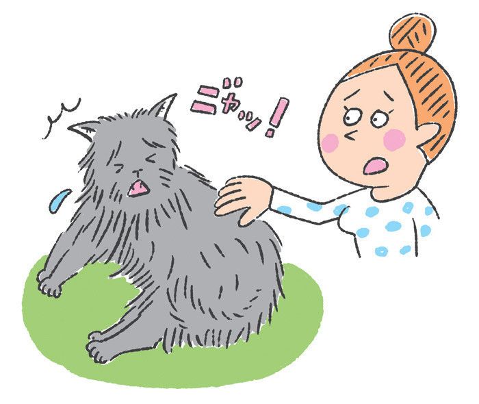「噛む引っかく」猫キャラその4:体力温存したい「シニア猫ちゃん」