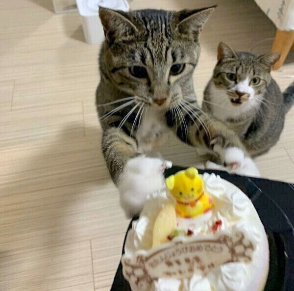 猫用バースデーケーキでお祝いしてもらうちゃむのすけくん、まるきちくん