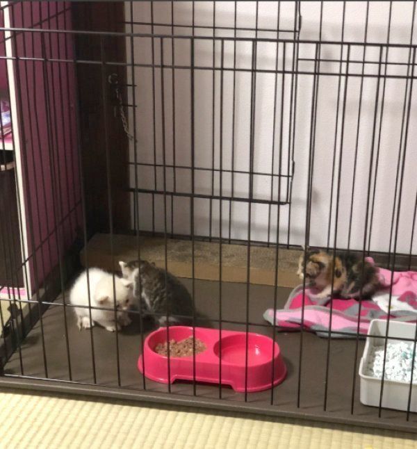 ケージに入る3匹の子猫