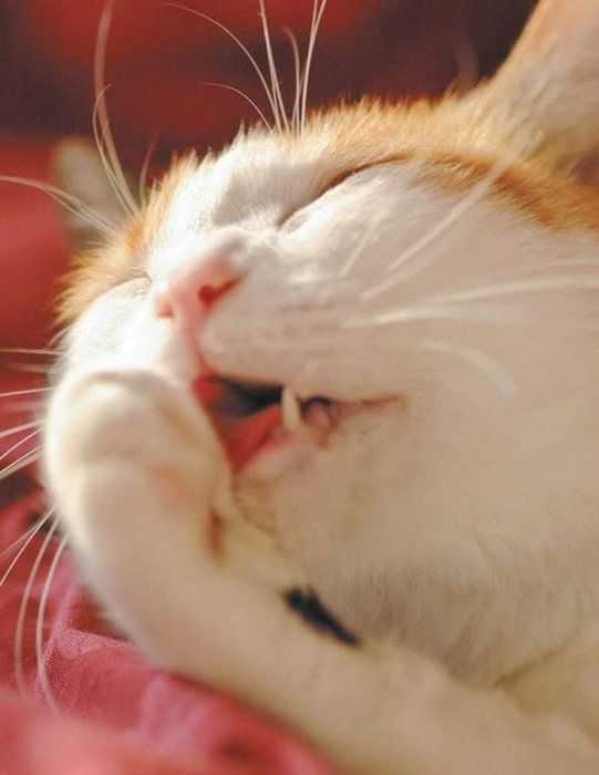健康/異変のある猫の舌