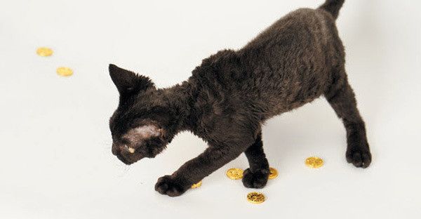 猫に小判