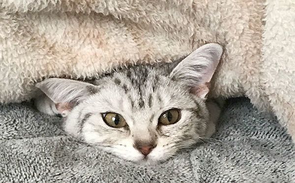 見つめる猫