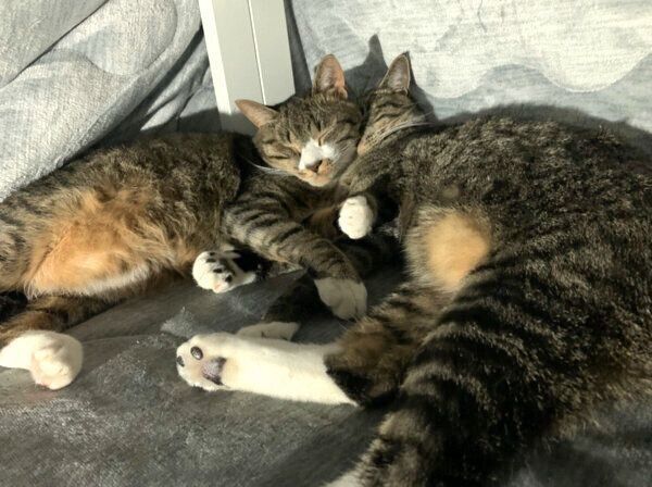 コタツの中で眠るちゃむのすけくん、まるきちくん
