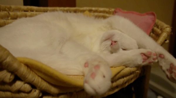 眠る猫