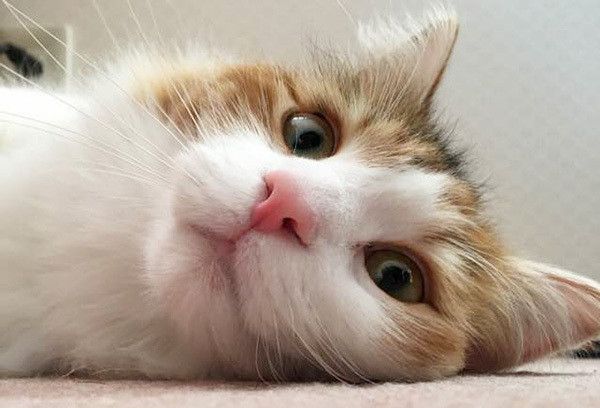 見つめる猫