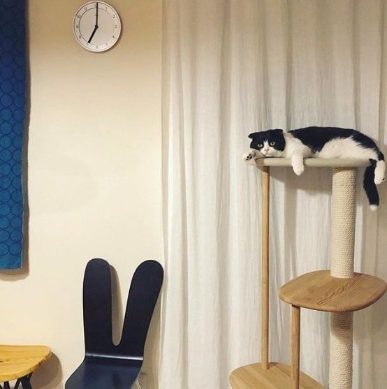 カリモクのキャットタワーでくつろぐスコティッシュフォールド