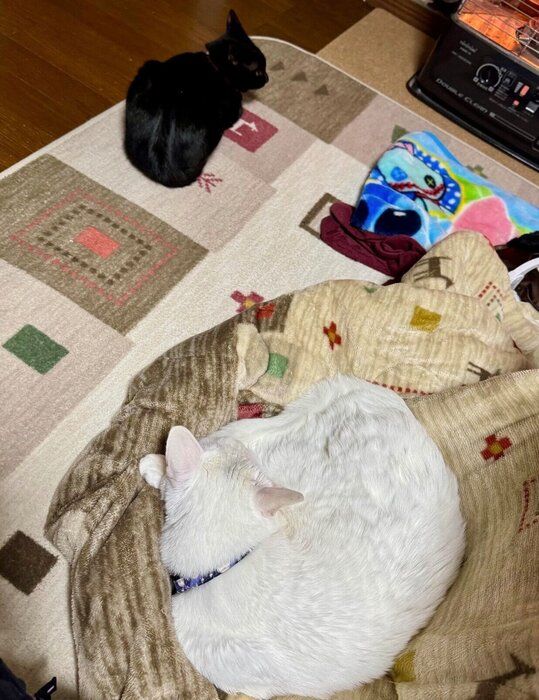 一定の距離感を保つ2匹