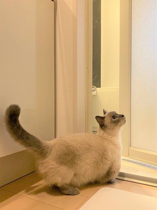 撮影/ねこのきもち編集室