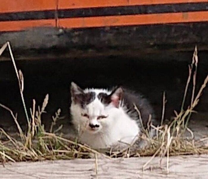 保護される前の野良の子猫