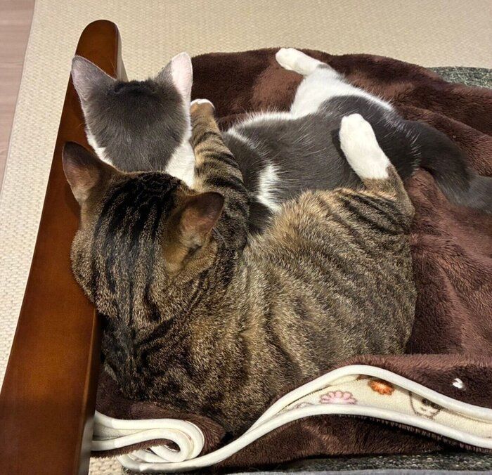 ぴったりくっつくのぶながくん、ガラシャちゃん