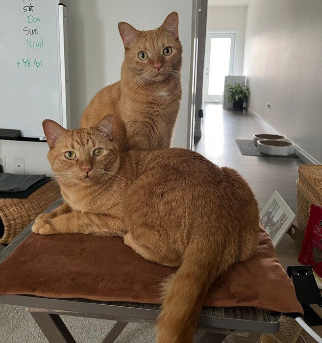 仲良くまったりする2匹