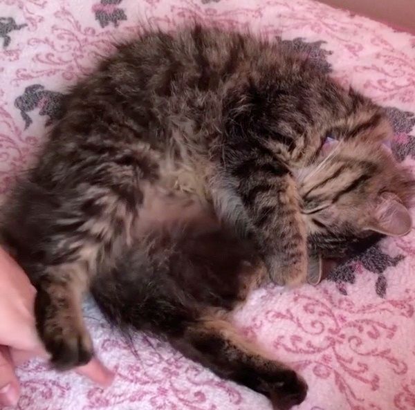 眠る猫
