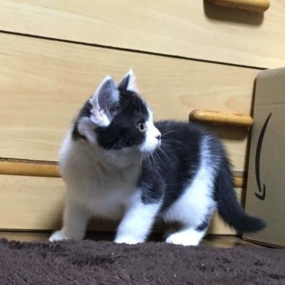 見つめる猫