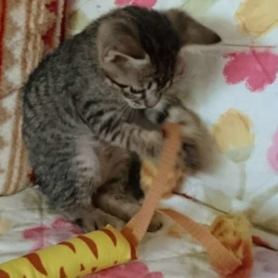 ねこじゃらし