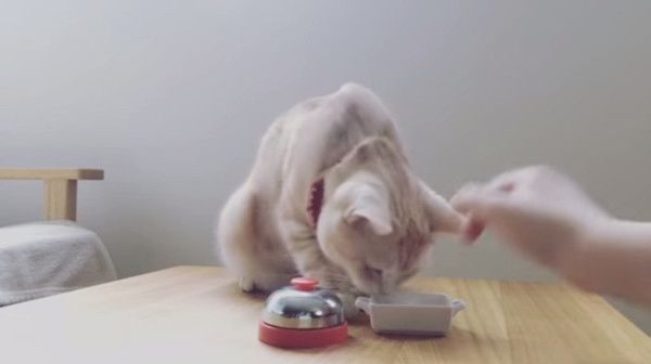 呼び鈴